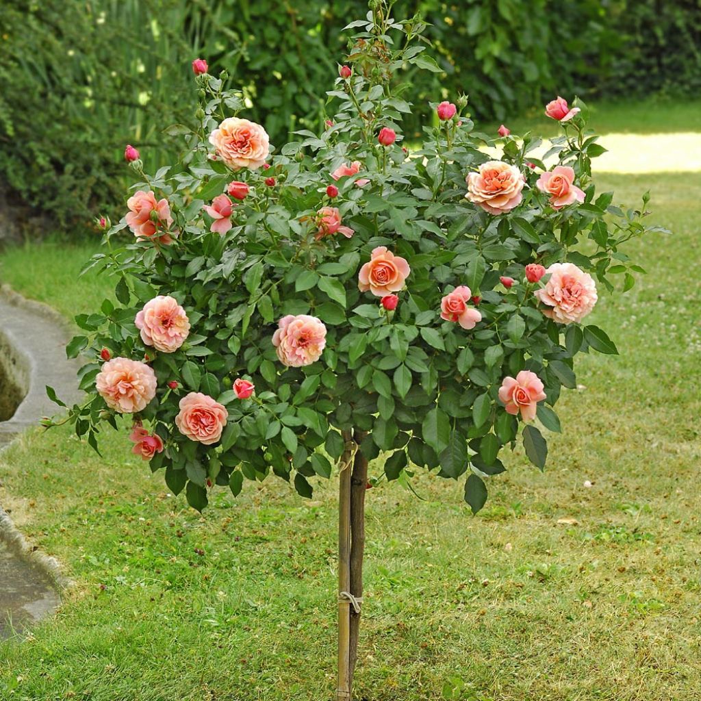 Rosal Botticelli (Rosal de pie alto)