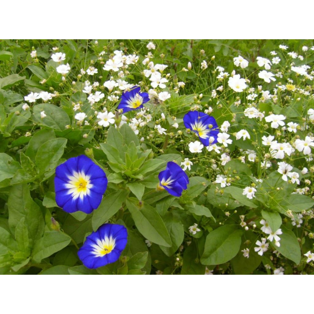 Convolvulus tricolor Pavillon Bleu