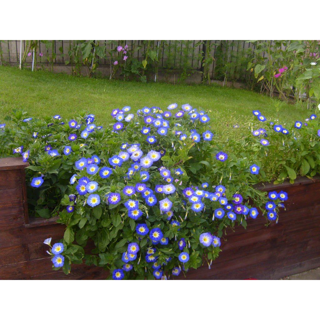 Convolvulus tricolor Pavillon Bleu
