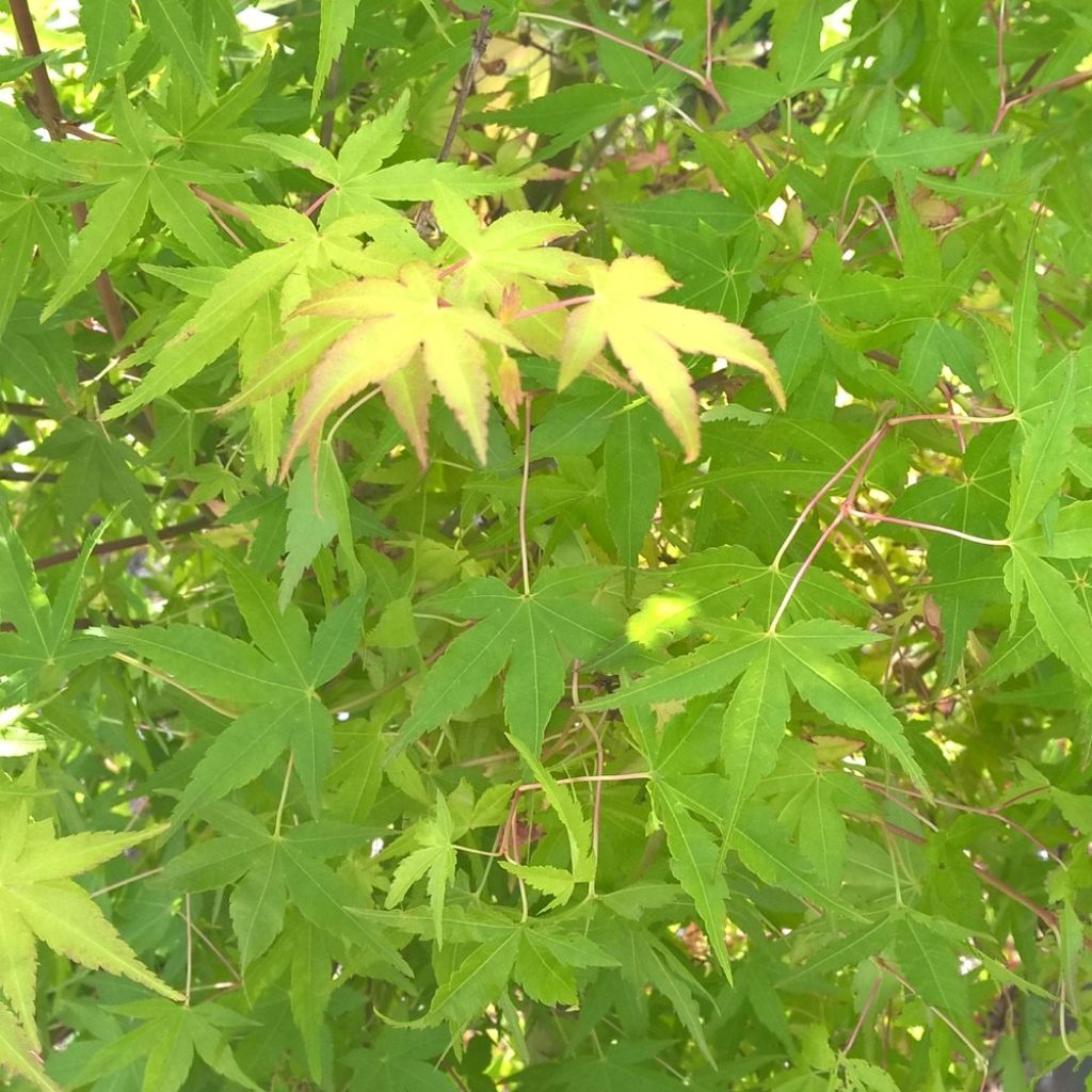 Acer palmatum Ueno Yama - Arce japonés
