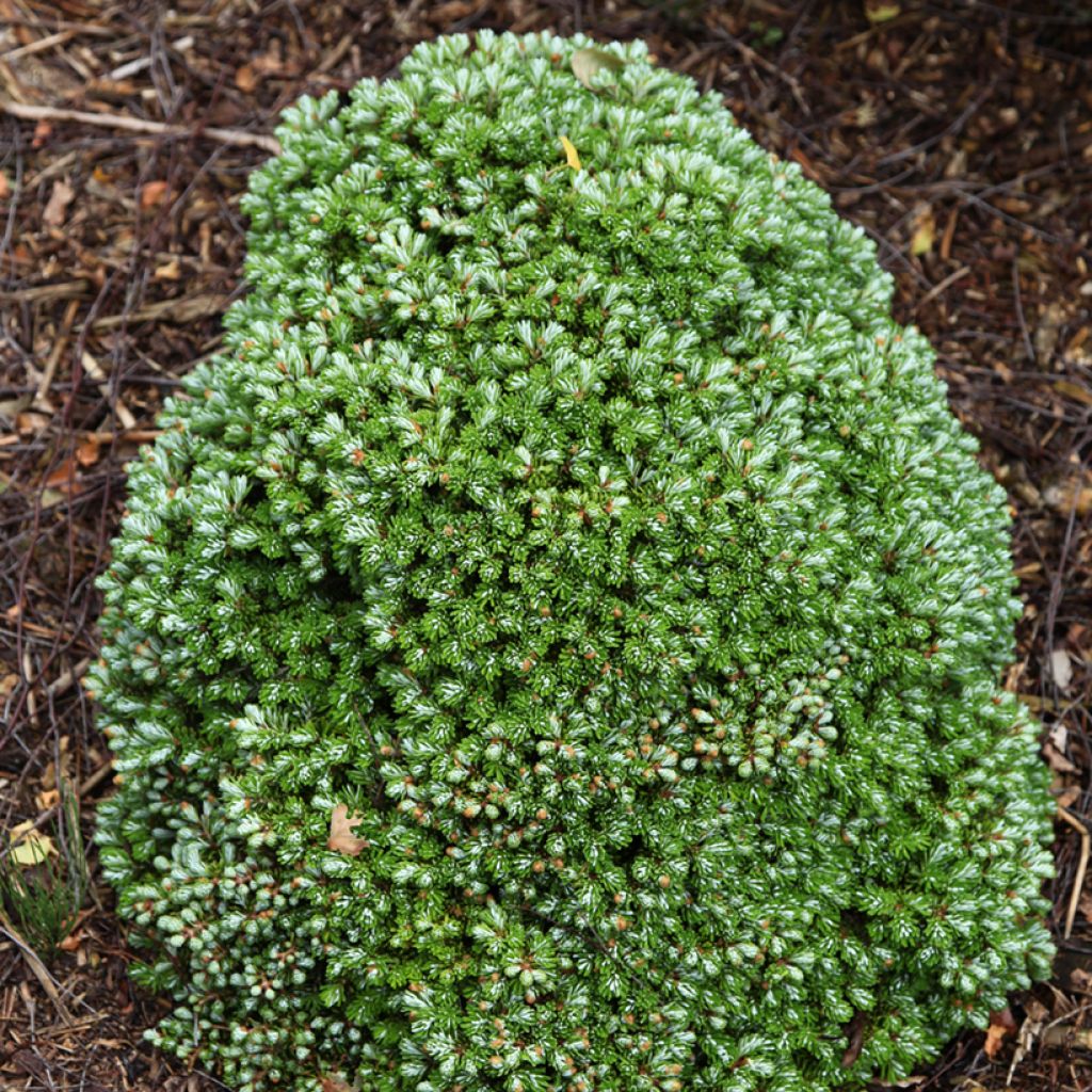 Sapin de Corée nain - Abies koreana Silberkugel