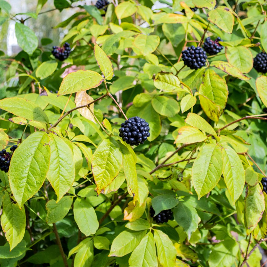 Acanthopanax henryi - Ginseng siberiano