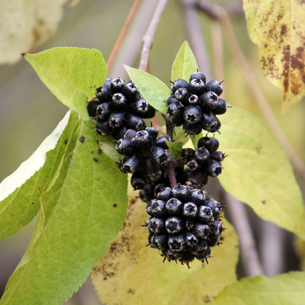 Acanthopanax henryi - Ginseng siberiano