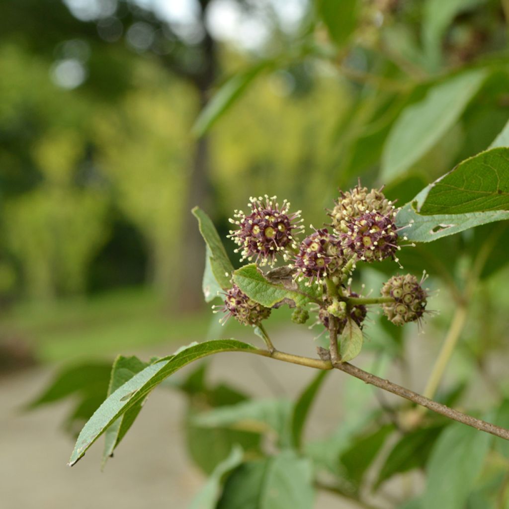 Acanthopanax henryi - Ginseng siberiano