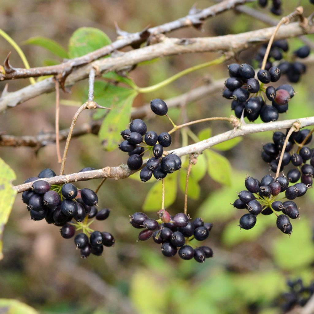 Acanthopanax henryi - Ginseng siberiano