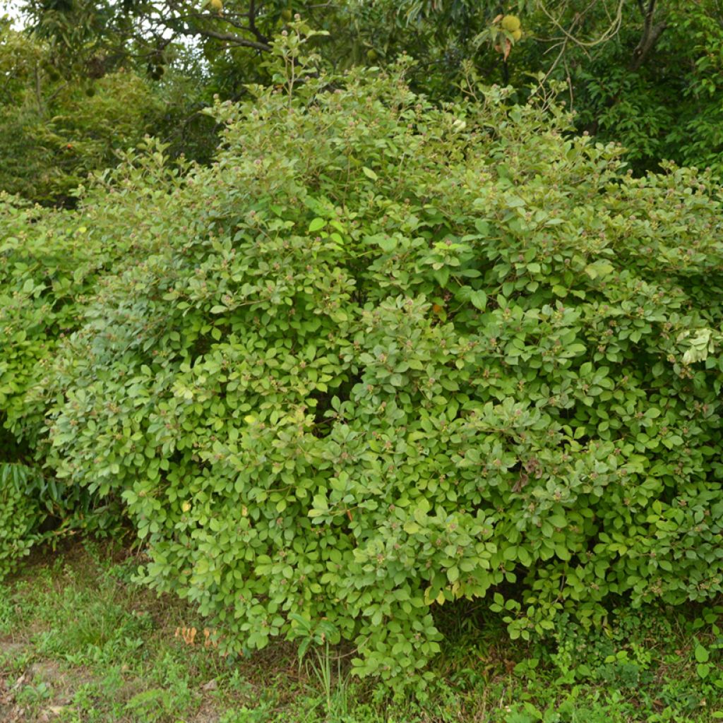 Acanthopanax henryi - Ginseng siberiano