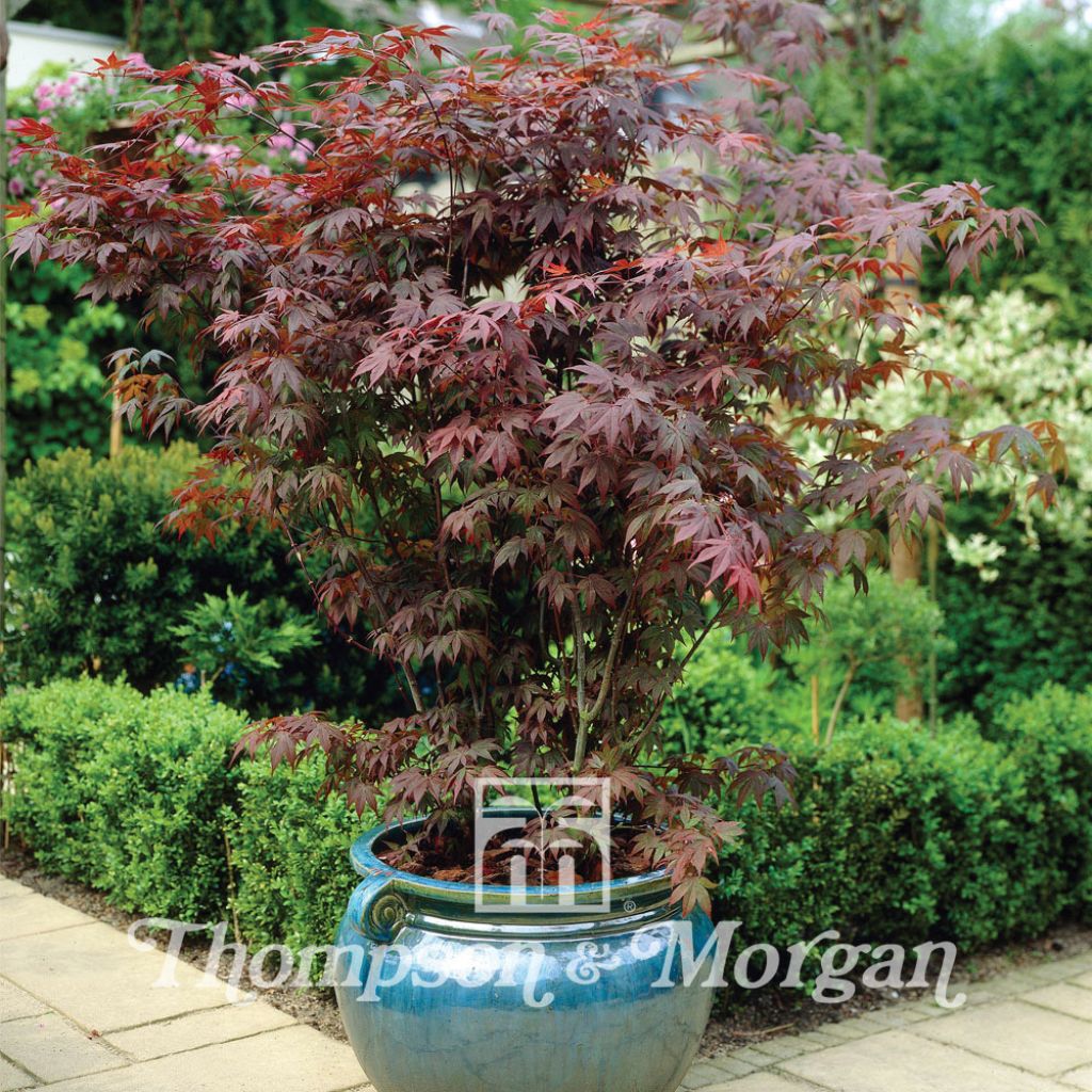 Acer Palmatum