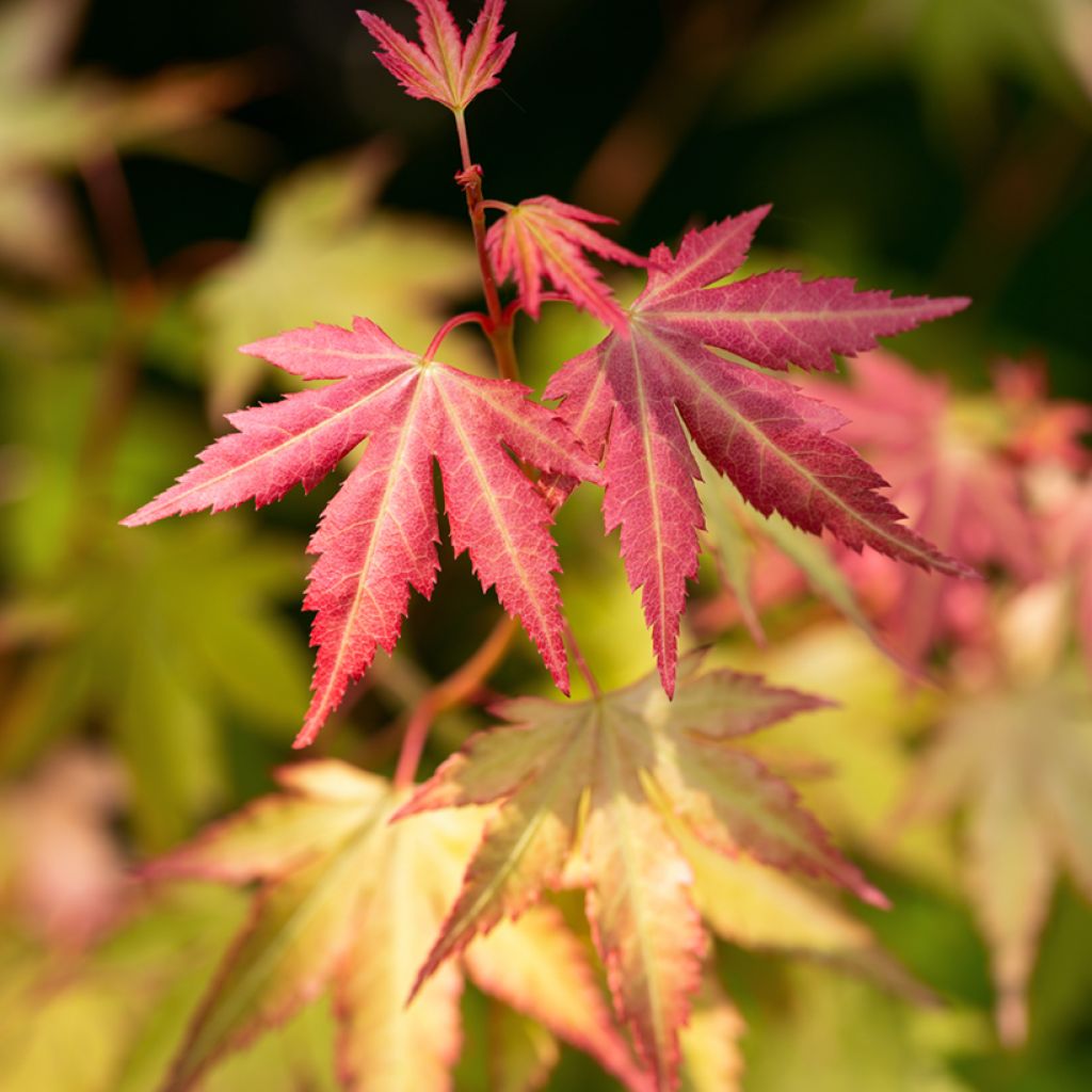 Arce japonés Orange Dream - Acer palmatum