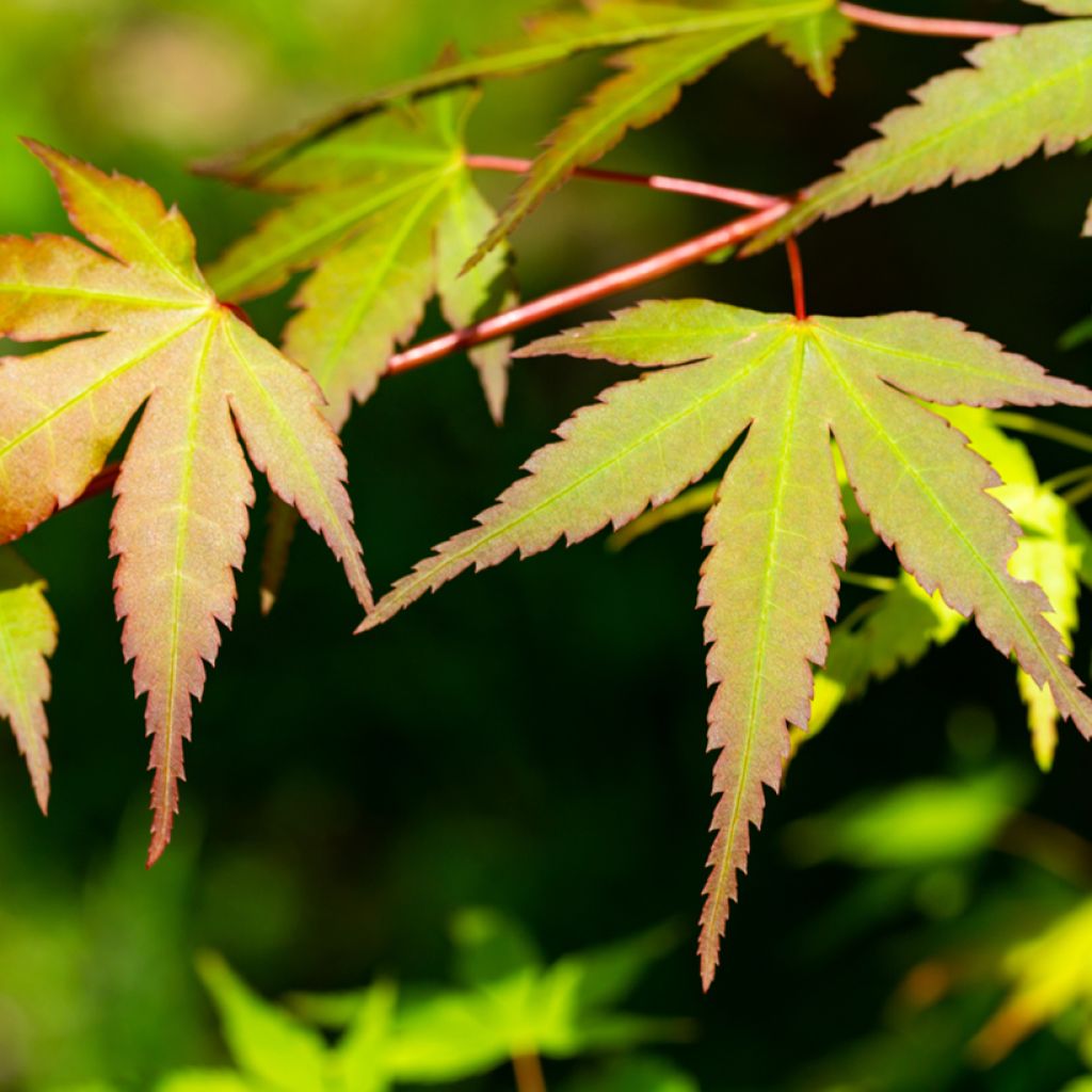 Arce japonés Orange Dream - Acer palmatum