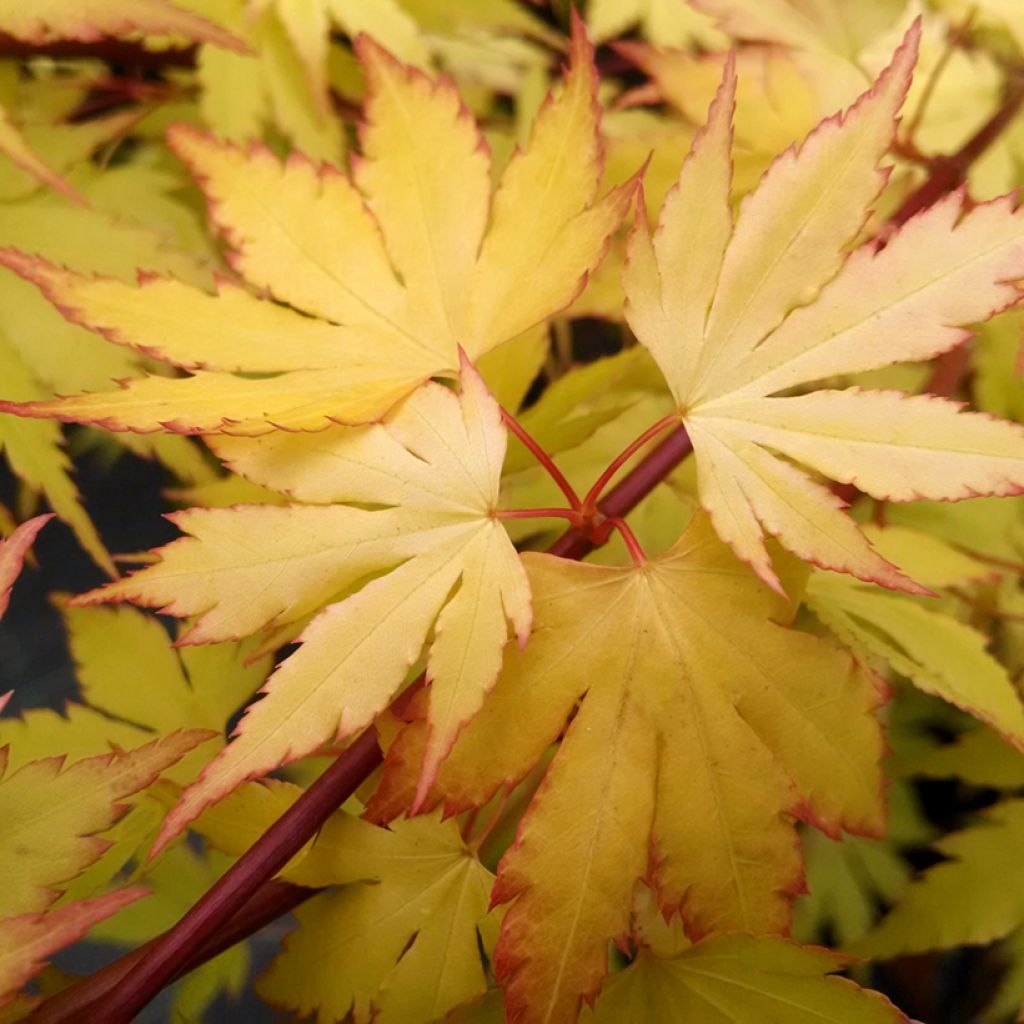 Arce japonés Orange Dream - Acer palmatum