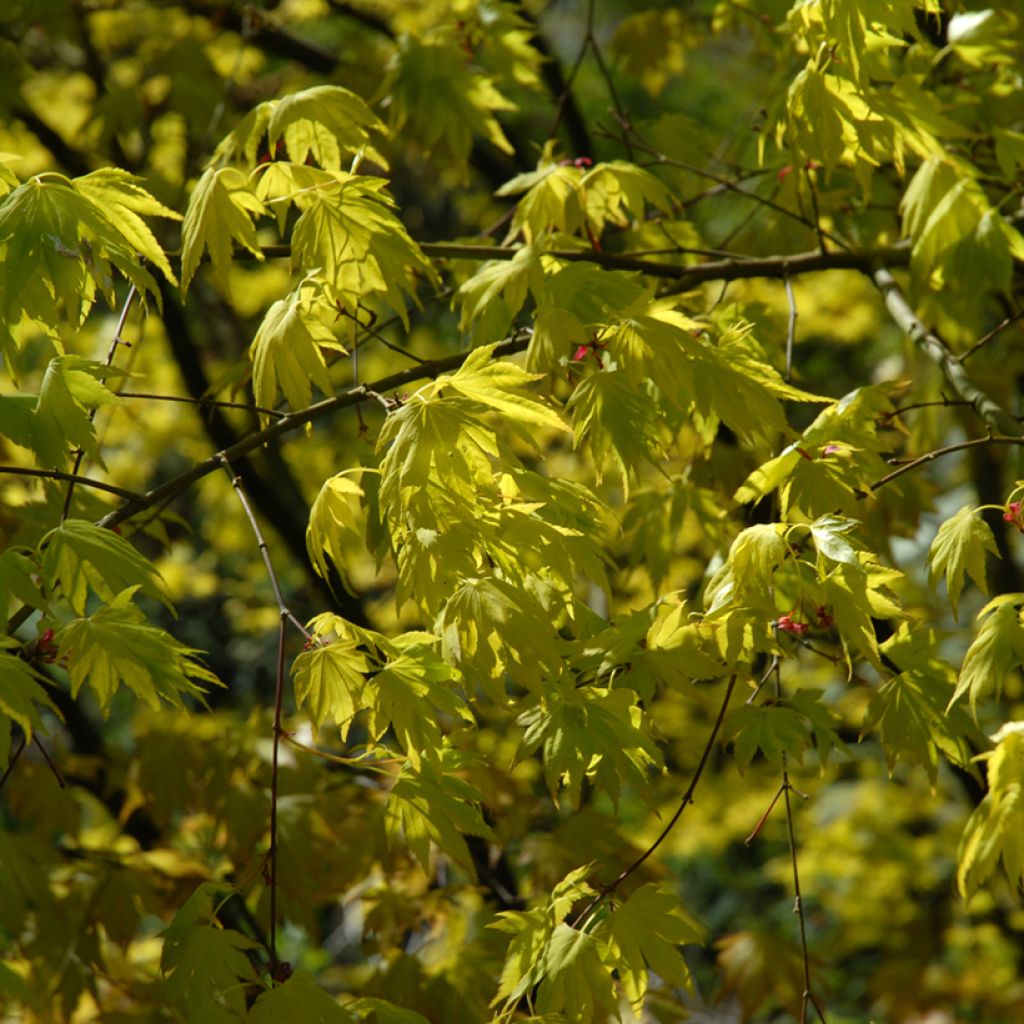 Arce japonés Orange Dream - Acer palmatum