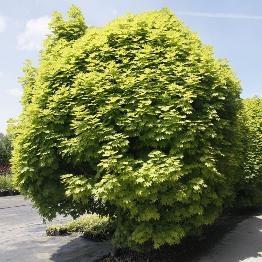 Arce real Gurba - Acer platanoides