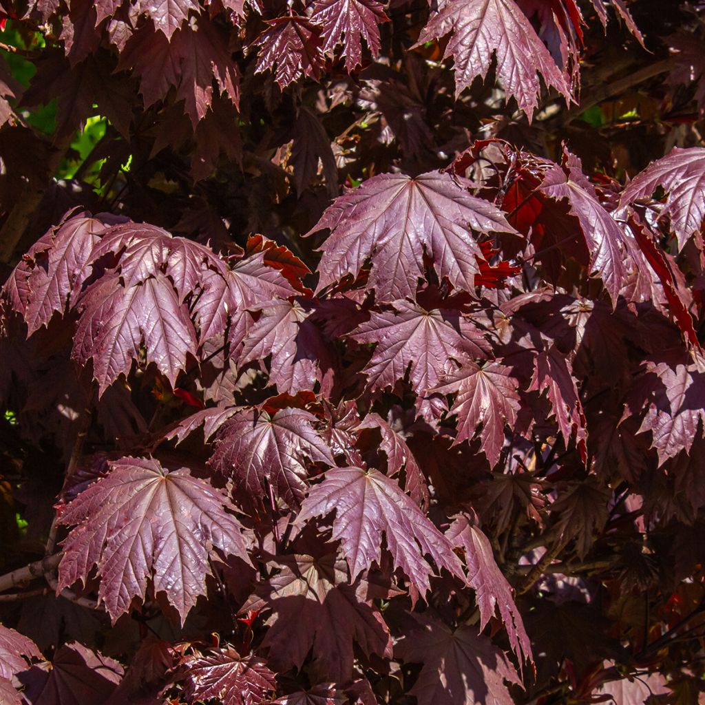 Arce real Crimson Sentry - Acer platanoides