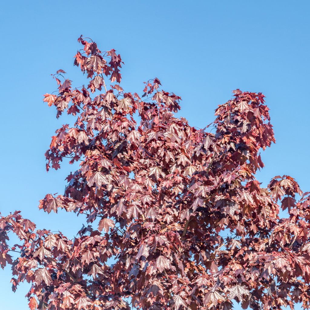 Arce real Crimson Sentry - Acer platanoides