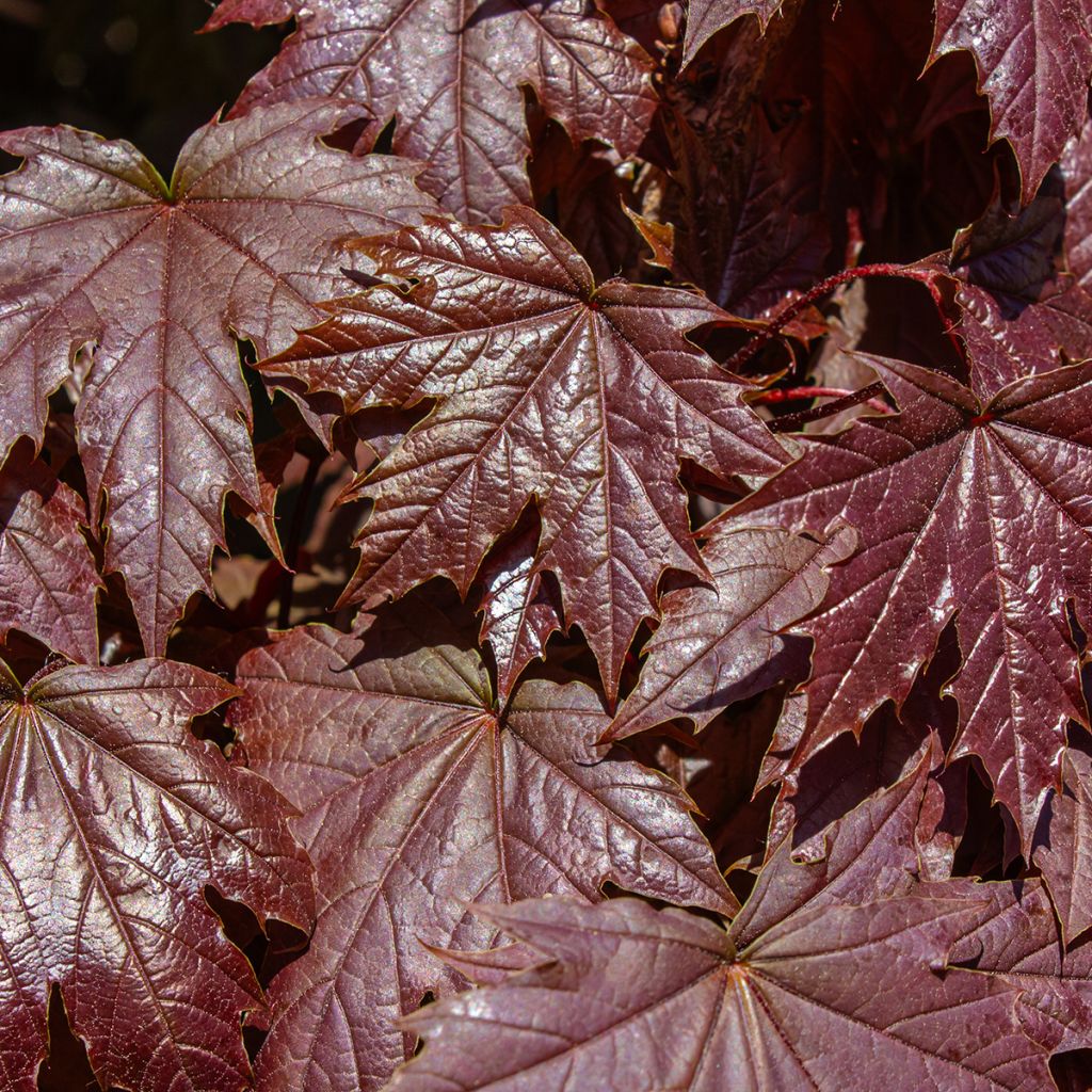 Arce real Crimson Sentry - Acer platanoides
