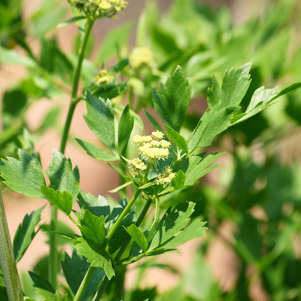 Levístico - Levisticum officinale