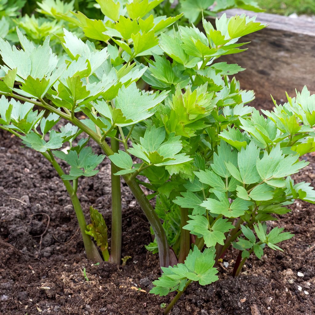 Levístico - Levisticum officinale