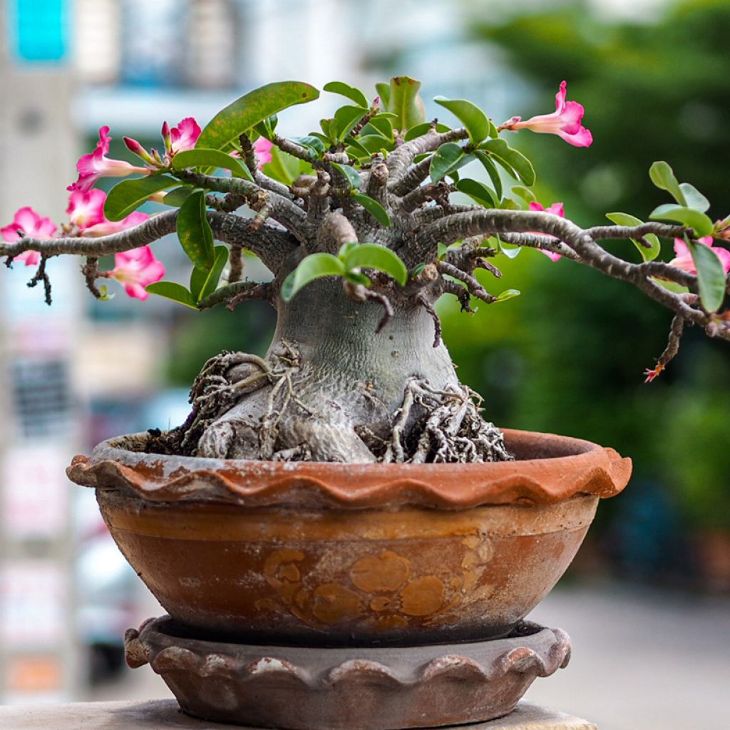 Adenium obesum - Rose du désert
