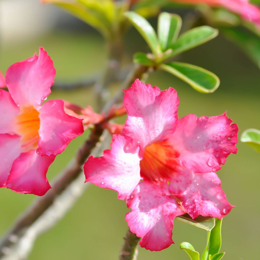 Adenium obesum - Rose du désert
