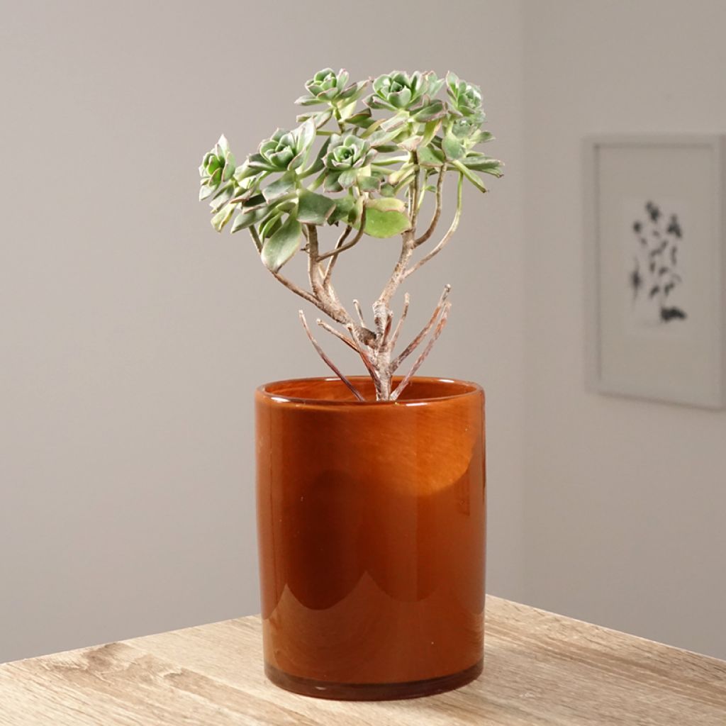 Aeonium haworthii - Bejequillo