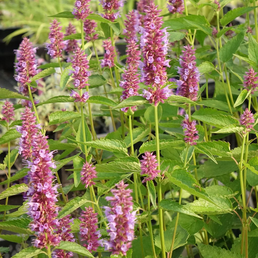 Agastache Beelicious Purple ‘Agapd’