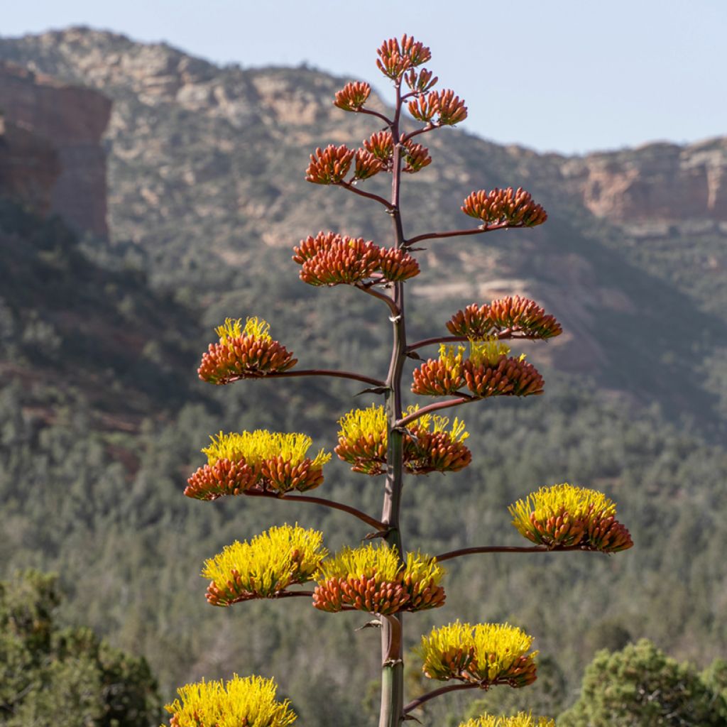 Agave chrysantha - Agave doré