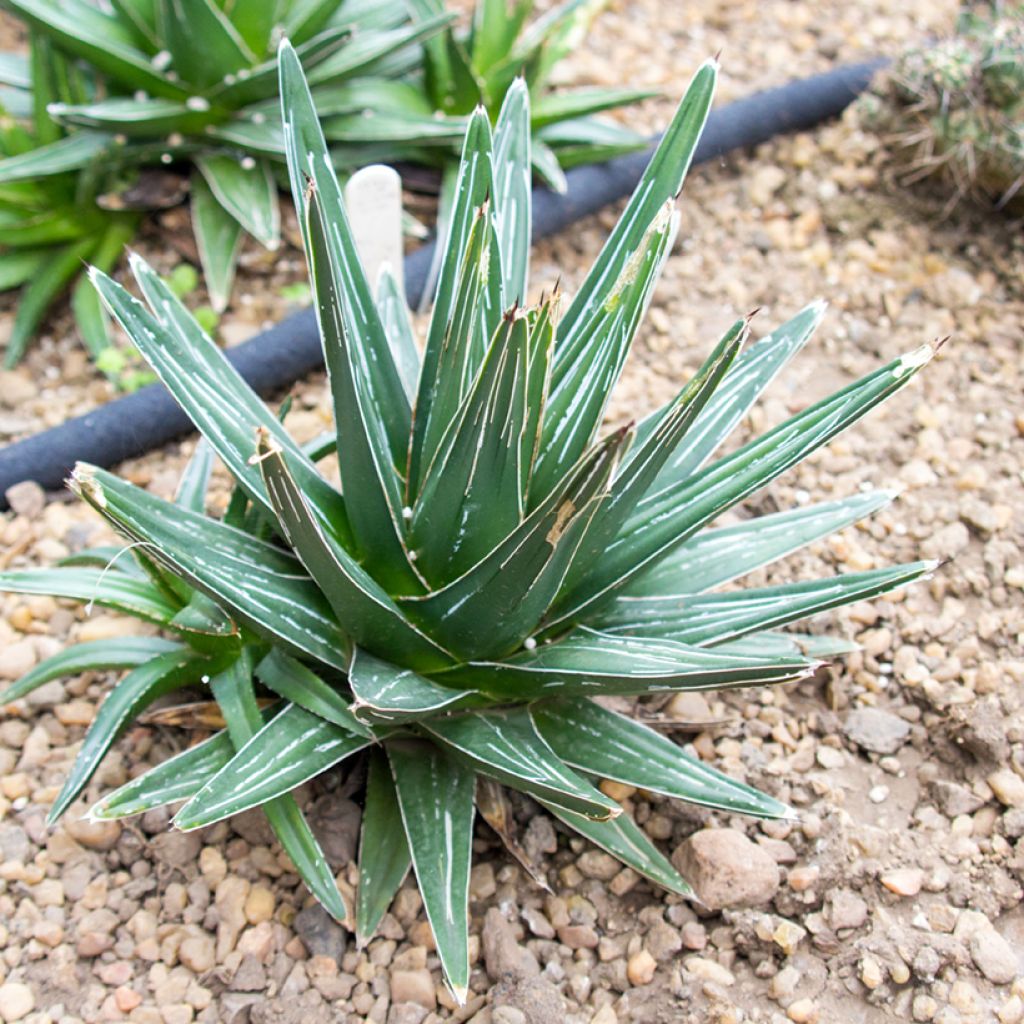 Ágave de la Reina Victoria - Agave victoriae-reginae