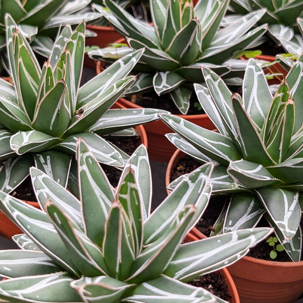 Ágave de la Reina Victoria - Agave victoriae-reginae