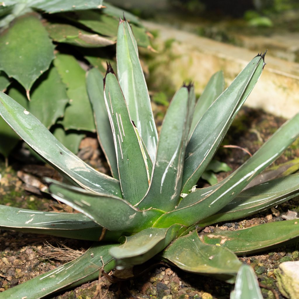 Ágave de la Reina Victoria - Agave victoriae-reginae