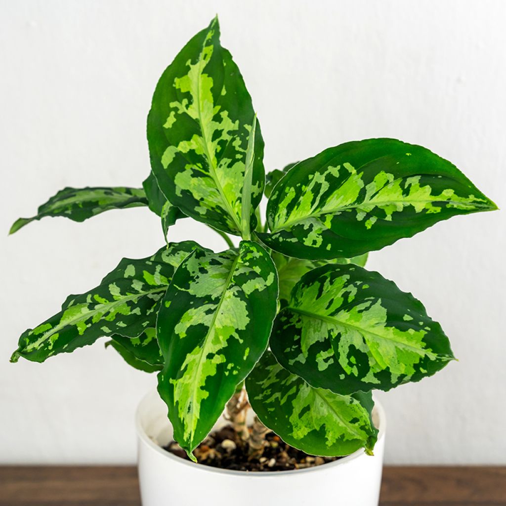 Aglaonema pictum Tricolor
