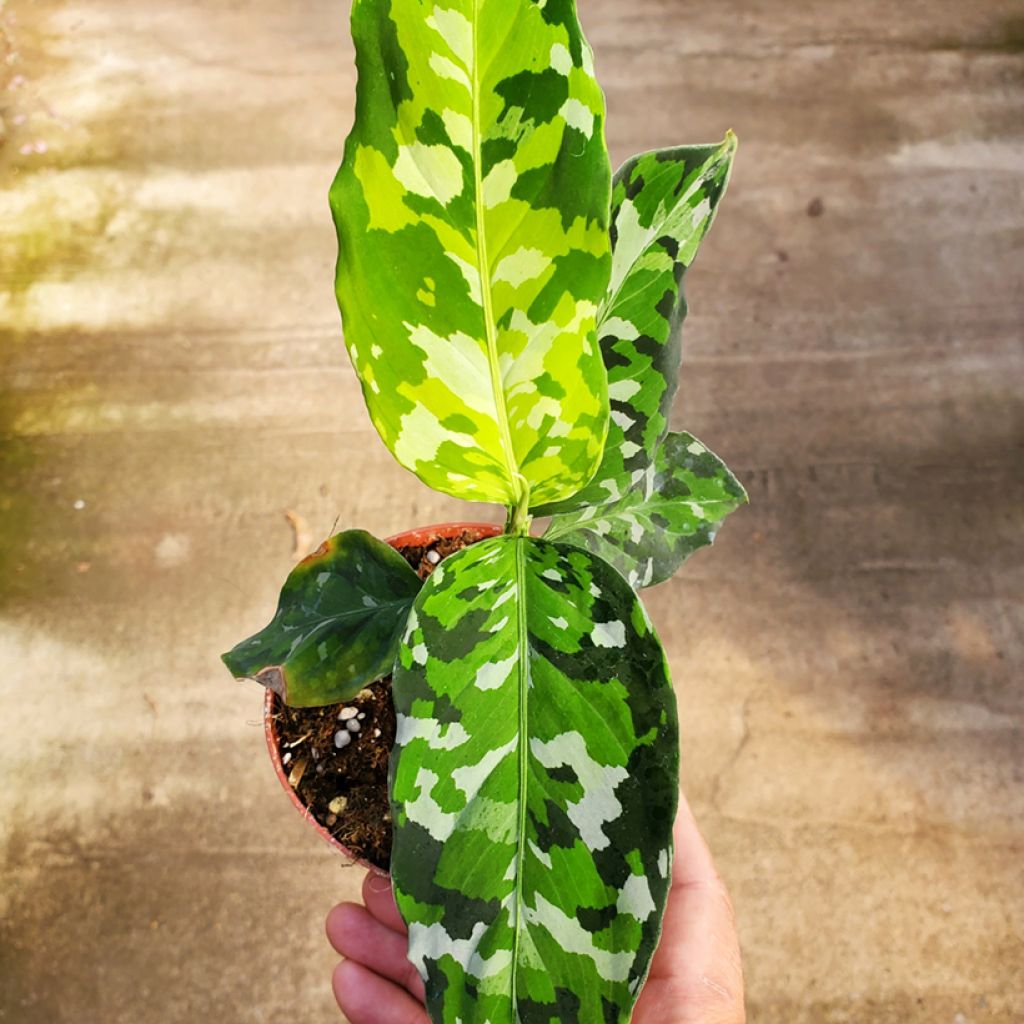 Aglaonema pictum Tricolor