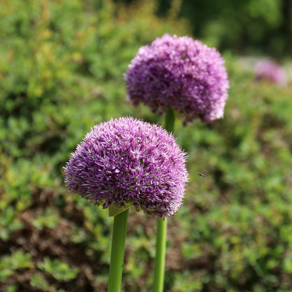 Allium Lucky Balloons - Ajo decorativo