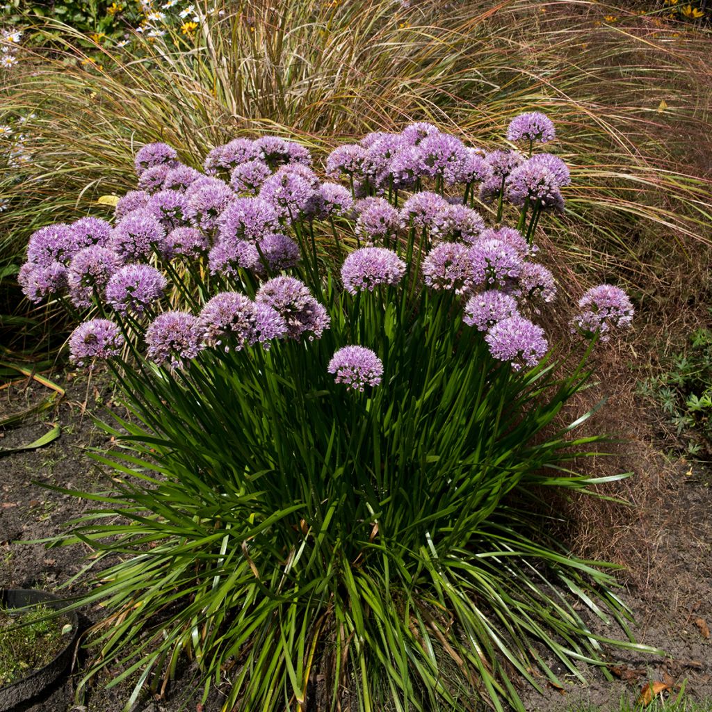 Allium senescens Summer Beauty - Ajo decorativo