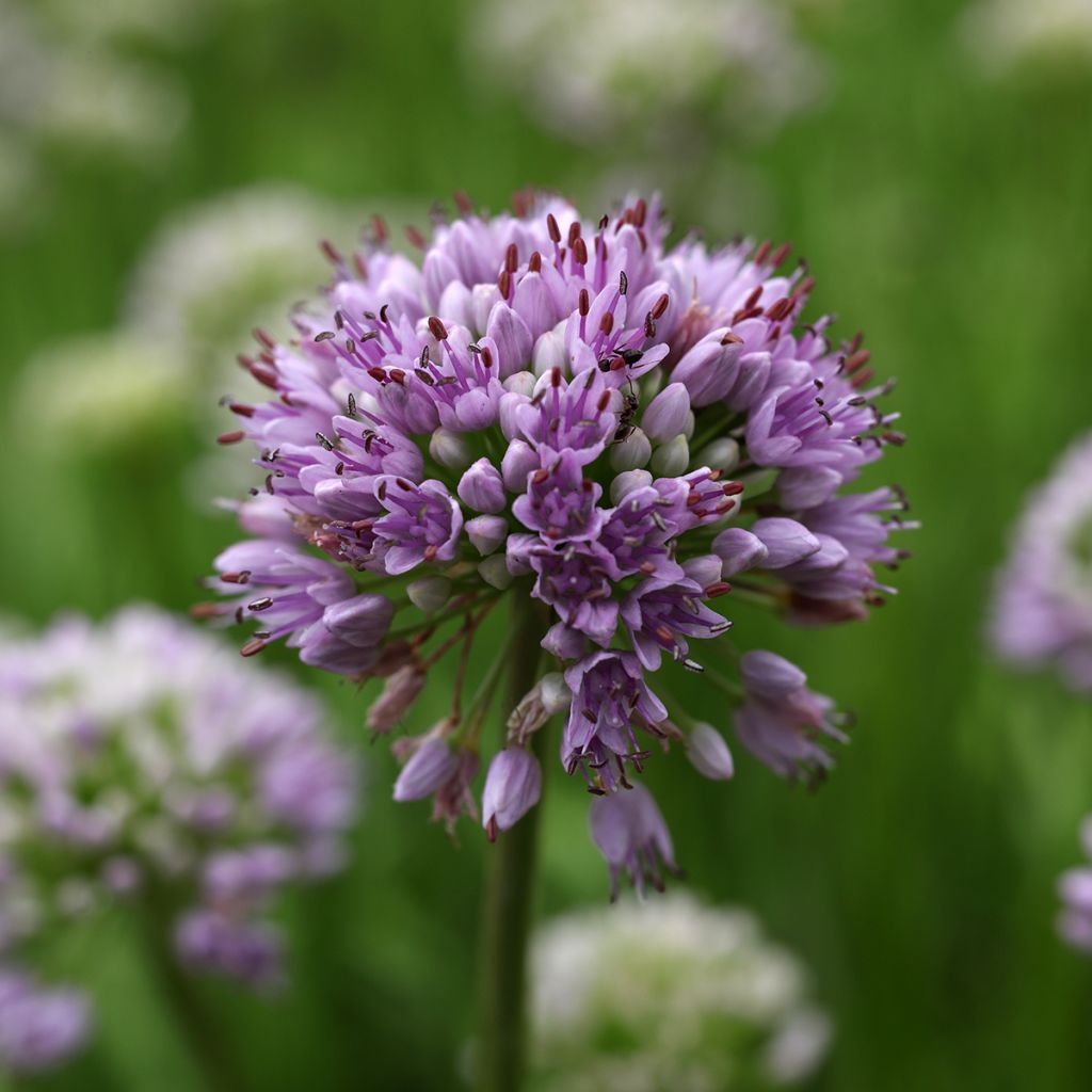 Allium senescens Summer Beauty - Ajo decorativo