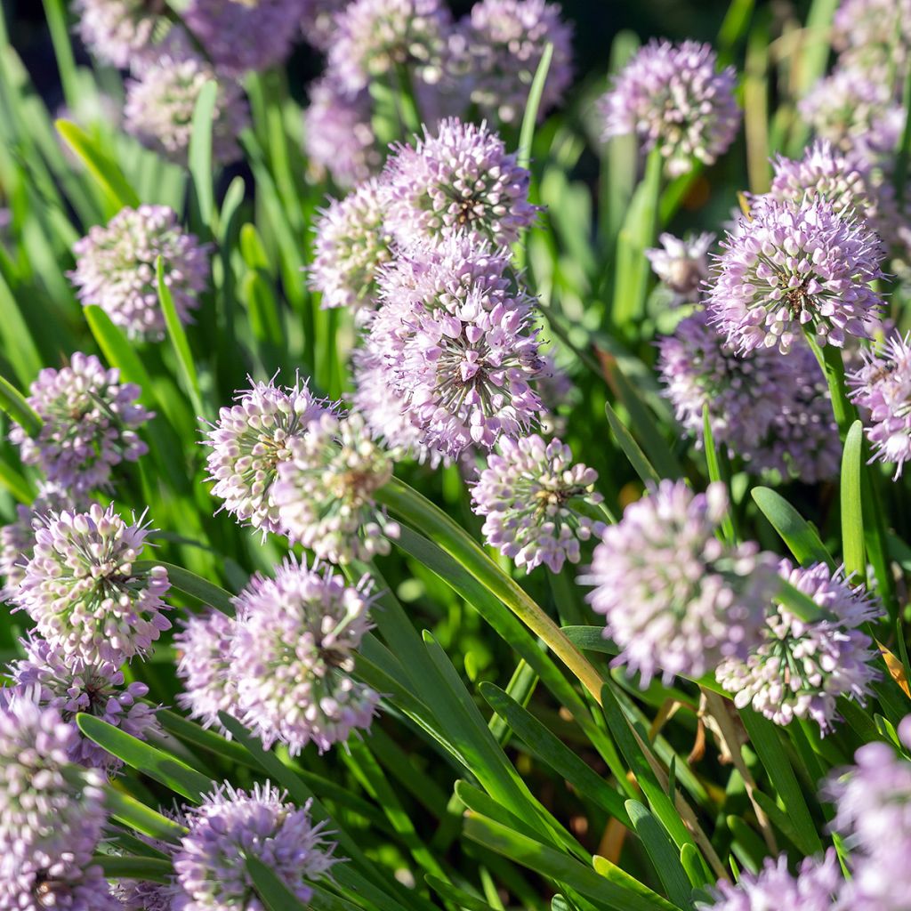 Allium senescens Summer Beauty - Ajo decorativo
