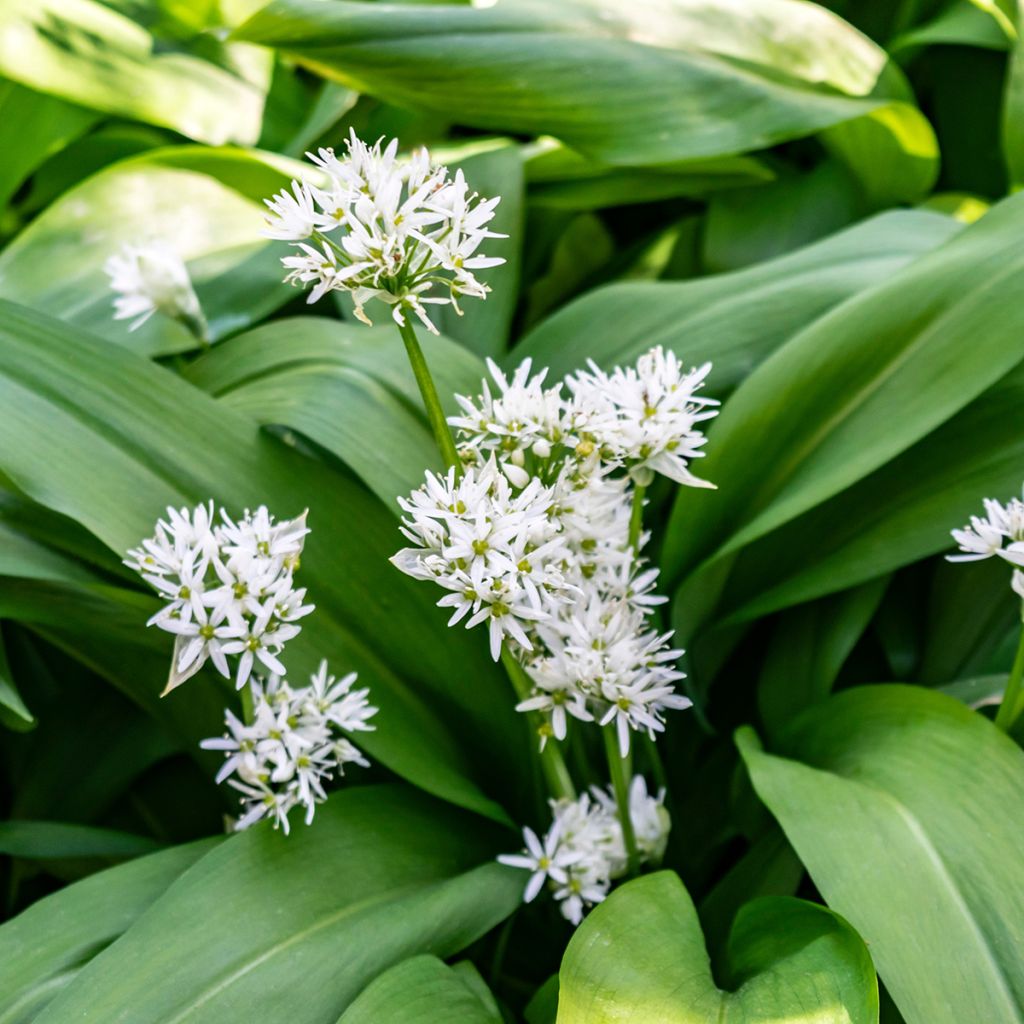 Ajo de oso - Allium ursinum