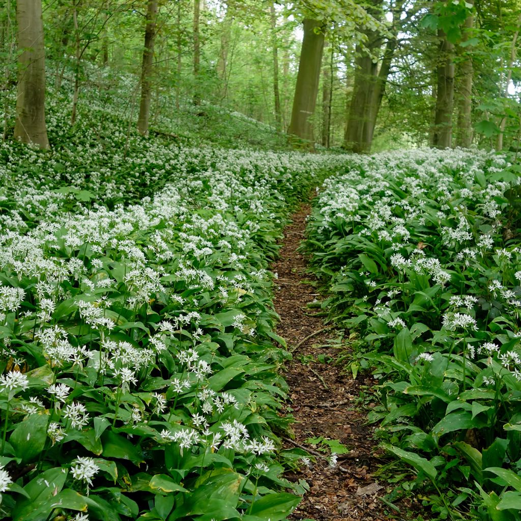 Ajo de oso - Allium ursinum