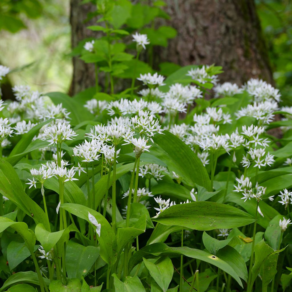 Ajo de oso - Allium ursinum