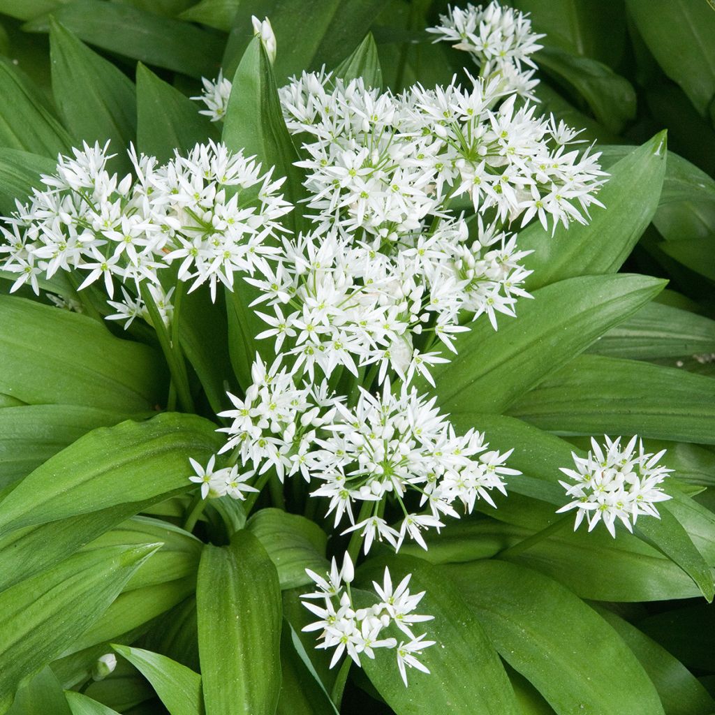 Ajo de oso - Allium ursinum