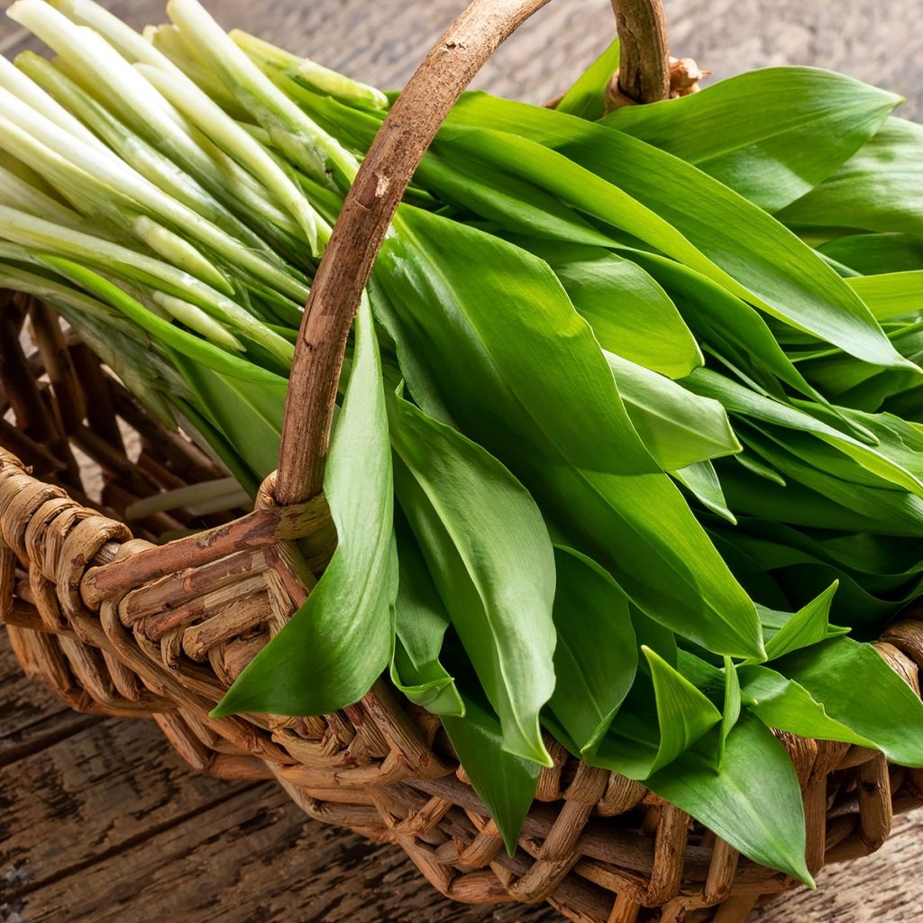 Ajo de oso - Allium ursinum