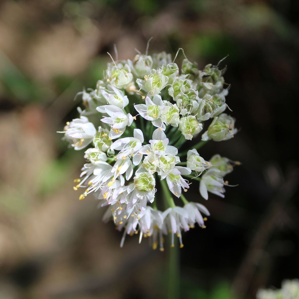 Allium cernuum White Dwarf - Ajocebolla