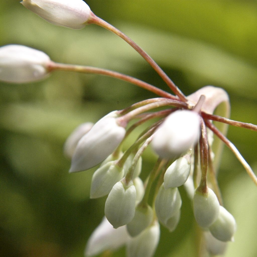 Allium cernuum White Dwarf - Ajocebolla