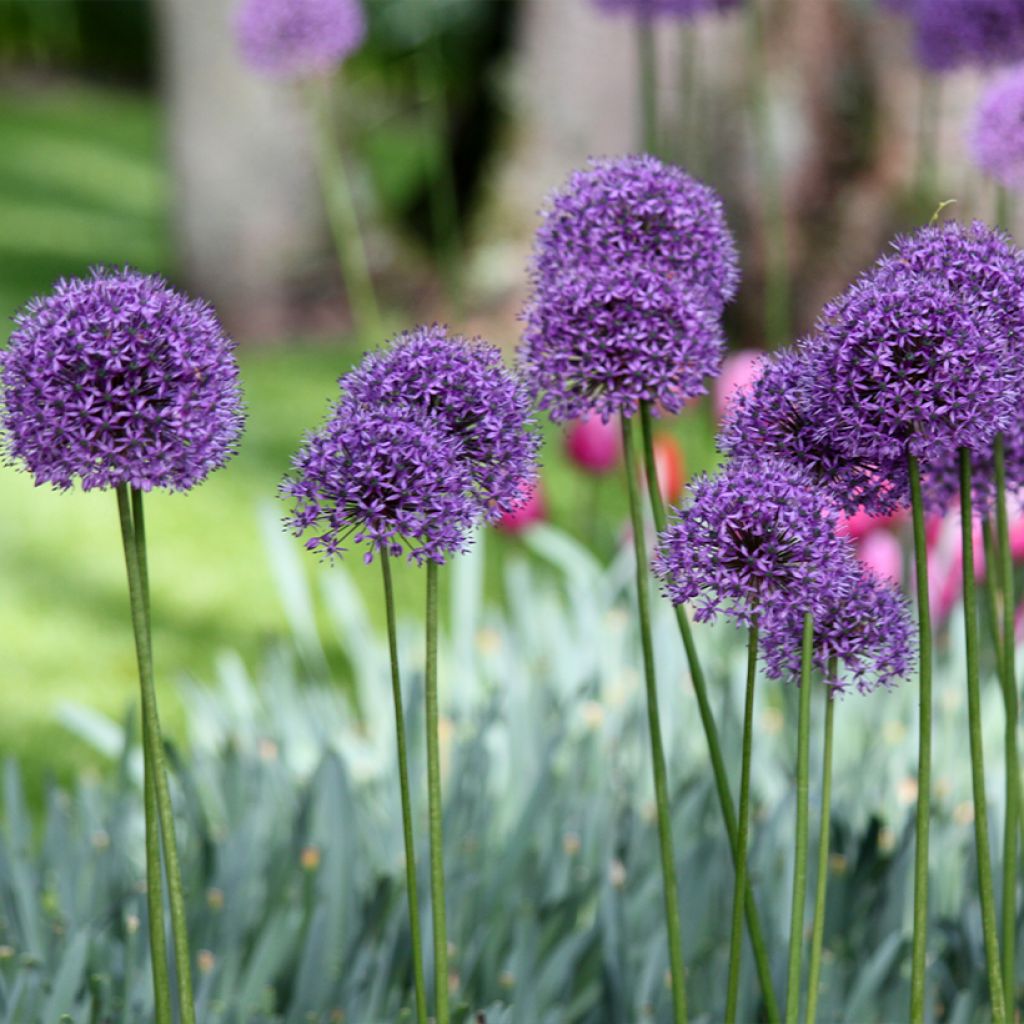 Ajo ornamental - Allium Statos