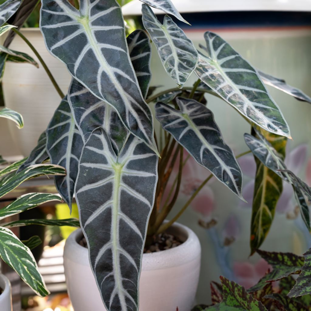 Alocasia Bambino - Oreja de elefantephante