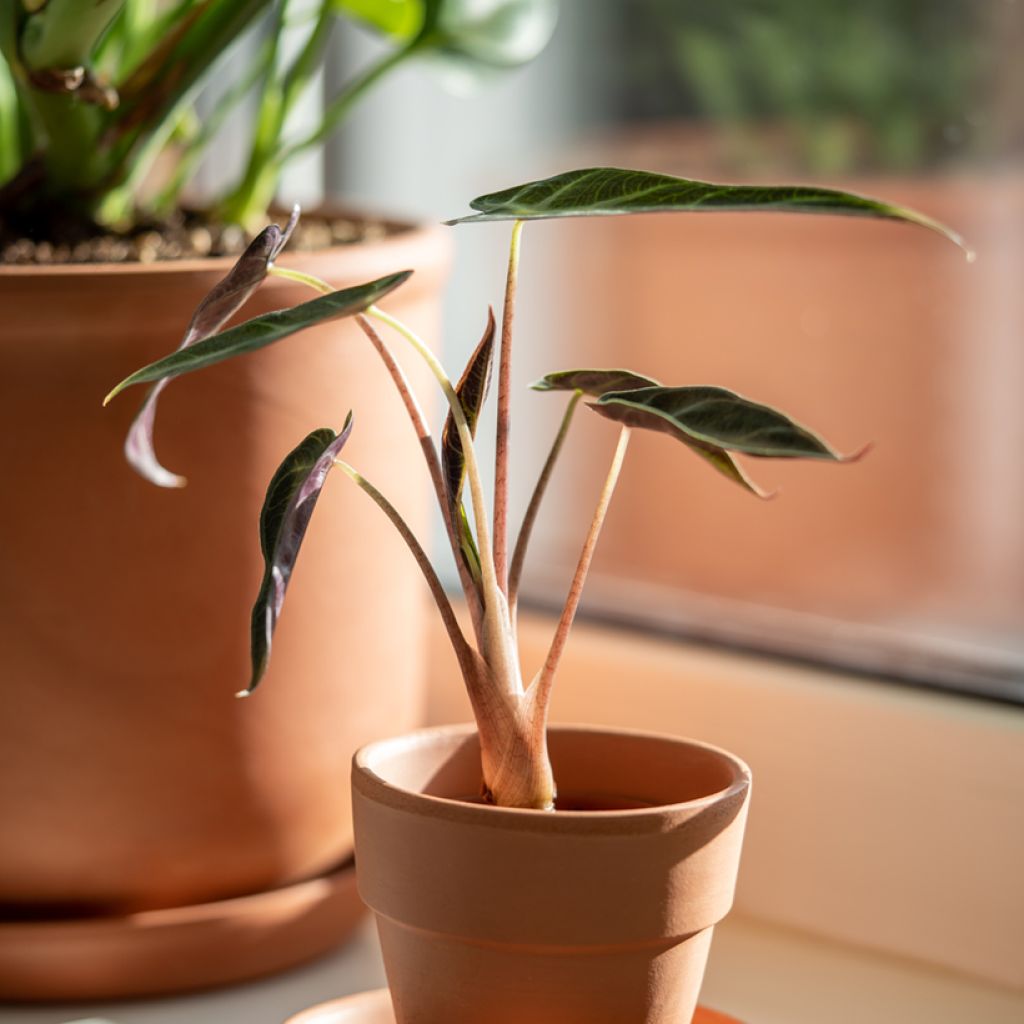 Alocasia Bambino - Oreja de elefantephante