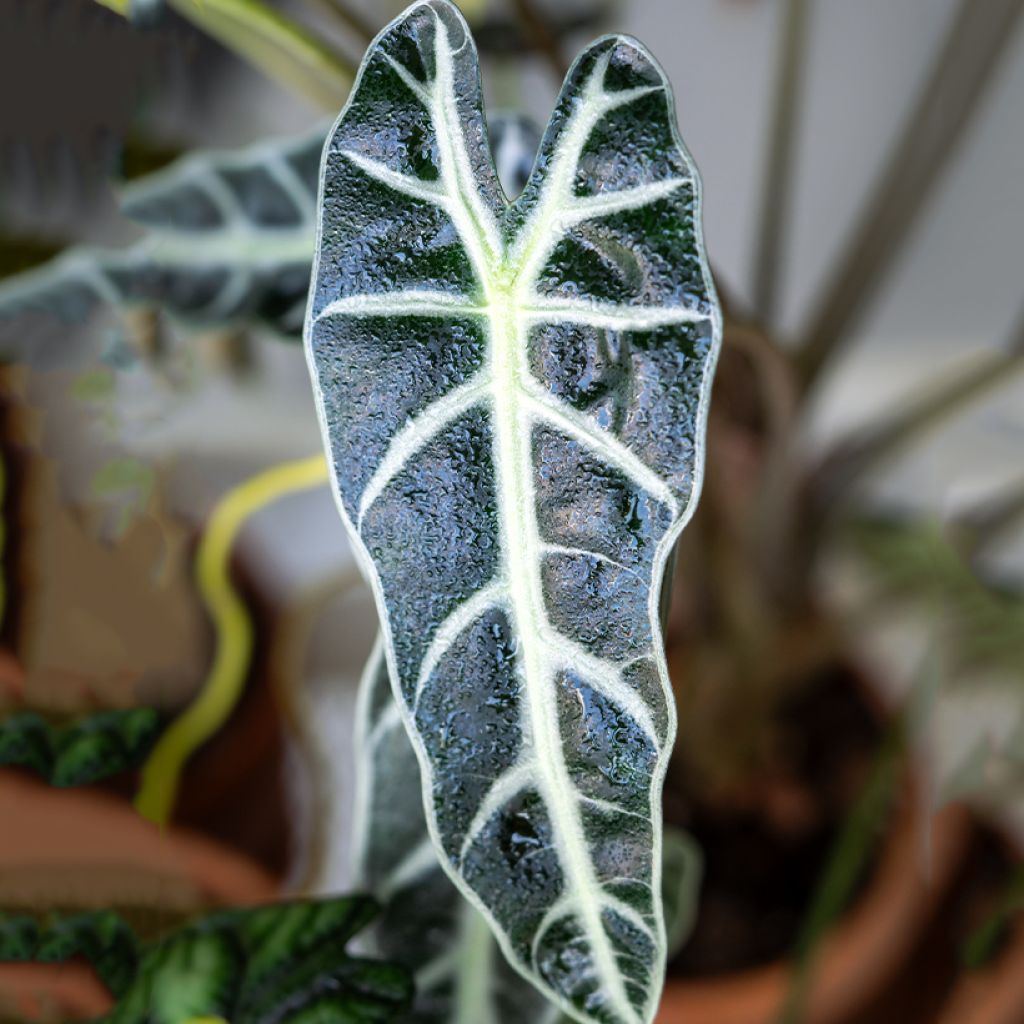 Alocasia Bambino - Oreja de elefantephante