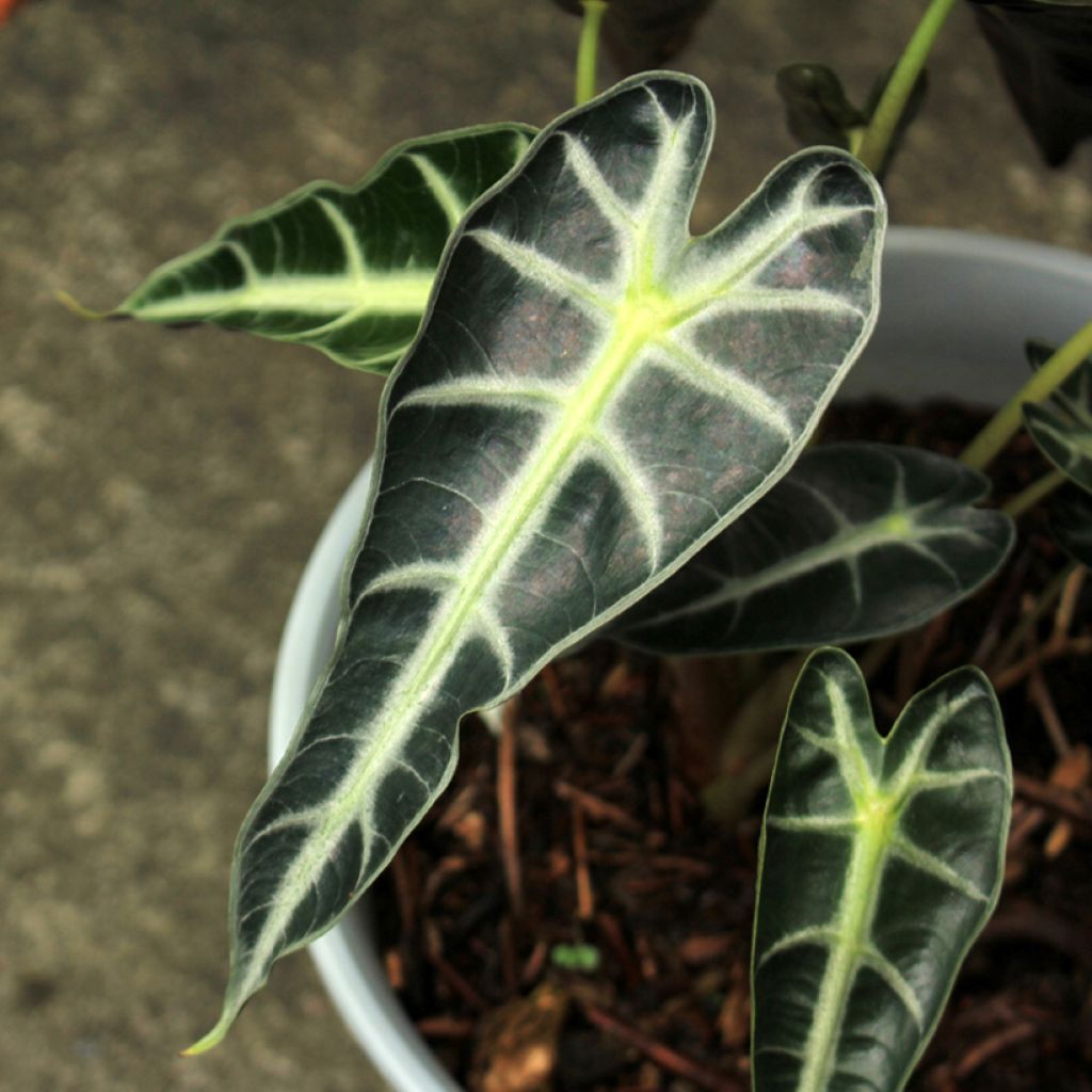 Alocasia Bambino - Oreja de elefantephante