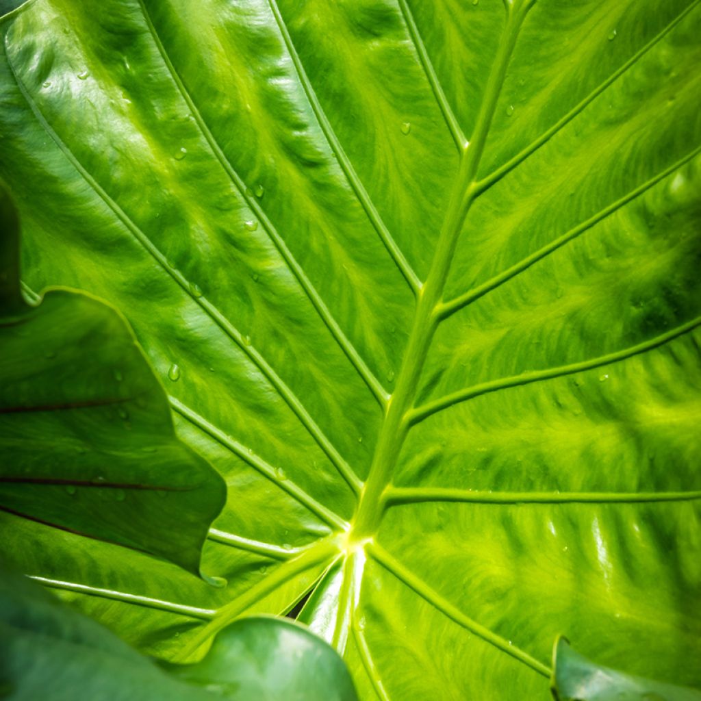 Alocasia Black Stem - Oreille d'éléphant