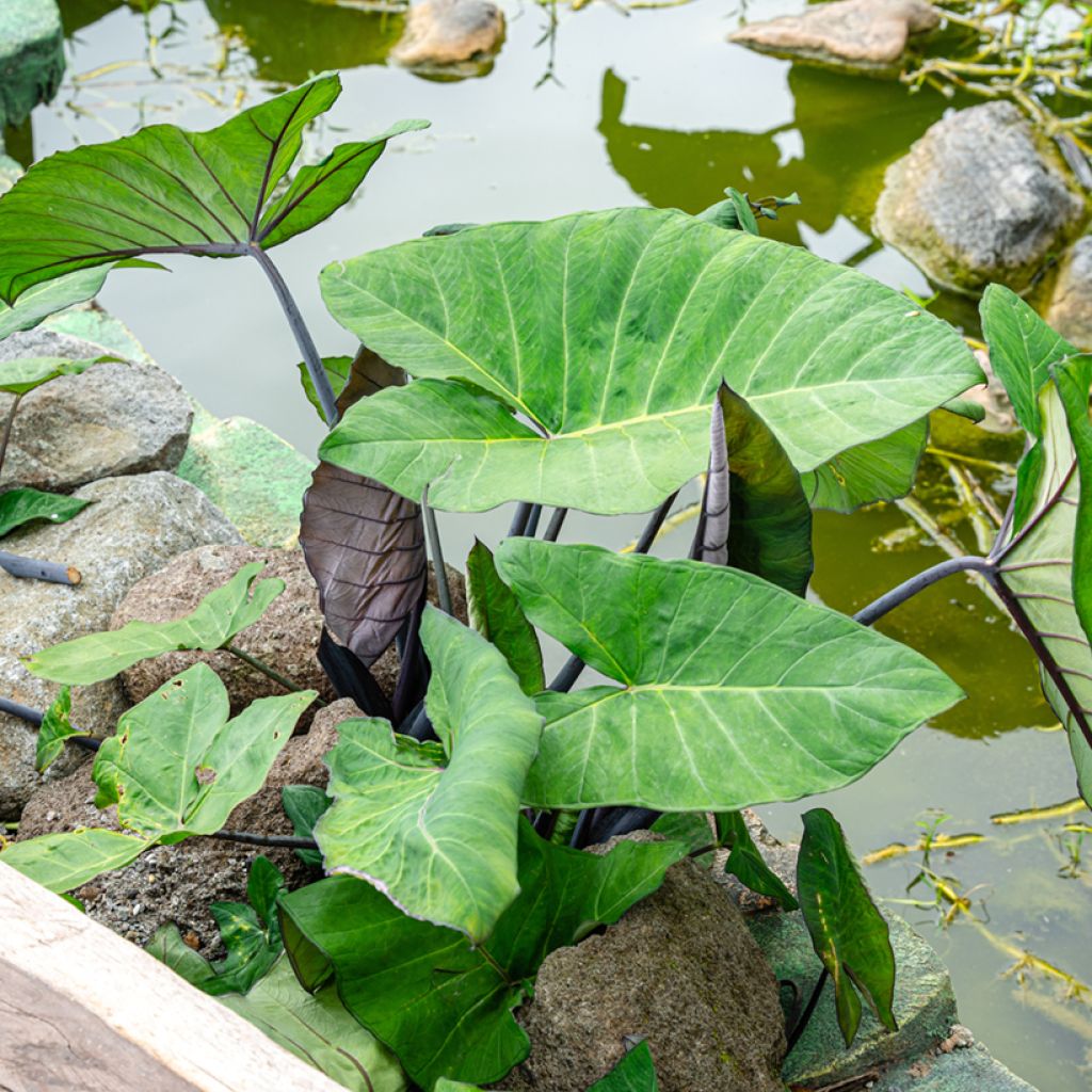 Alocasia Black Stem - Oreille d'éléphant