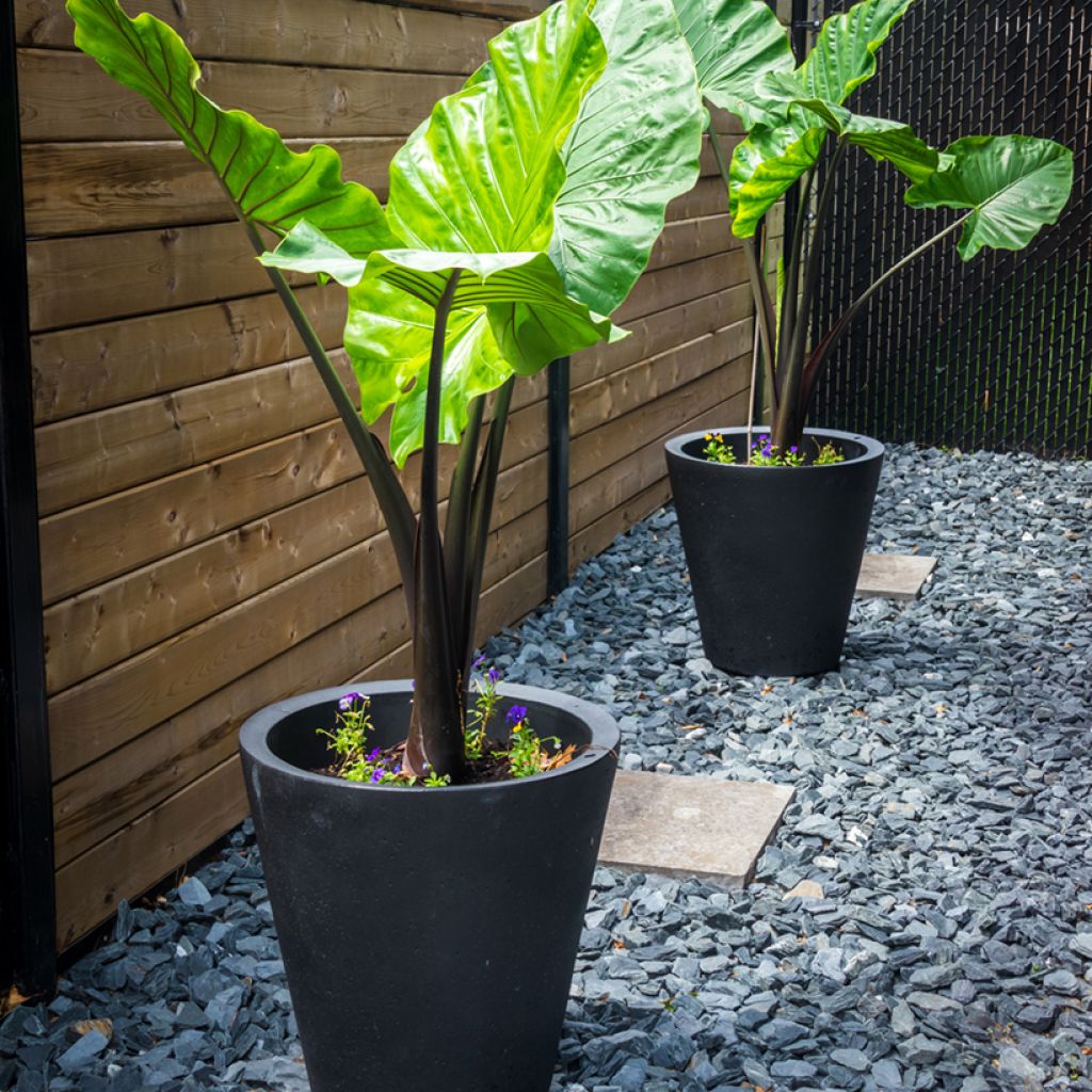 Alocasia Black Stem - Oreille d'éléphant